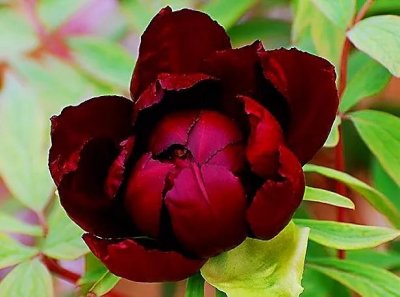 ​牡丹珍稀品种～黑牡丹