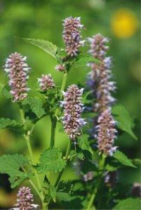 ​藿香是一种什么样的植物