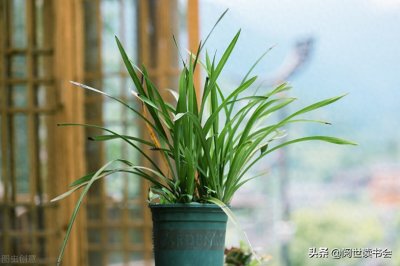 ​《论语》解读：君子不器