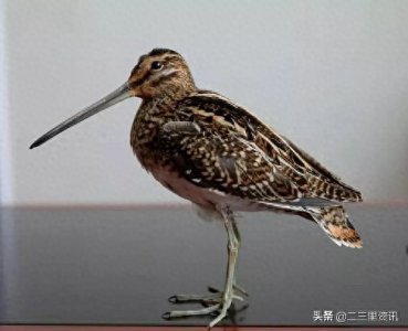 ​三有动物矶鹬你见过吗？这有一只就在吴起县水果店门口来回转悠