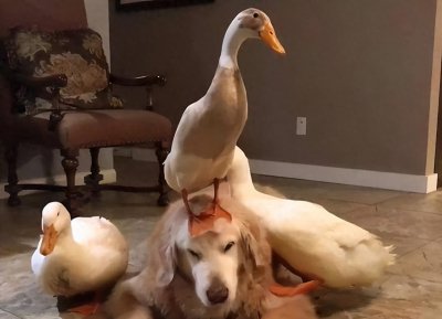 ​猛兽猛禽都怕大鹅？有鹅的地方就没蛇，大鹅的战斗力有多强？