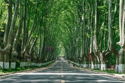 ​南京旅游必去的景点 南京梧桐大道在哪里？这份旅游攻略一定要收藏