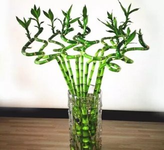 ​每日一花：花语花开富贵、大吉大利之转运竹，又名富贵竹