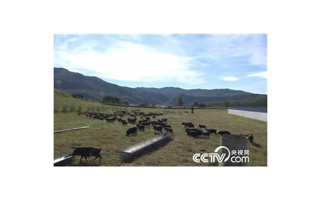 内心的幻想家——处女座的浪漫与伴侣需求