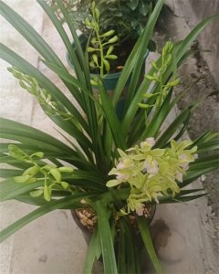 ​香兰:美丽又勤花，有淡淡糖果香，能轻松复花，养兰新手放心入