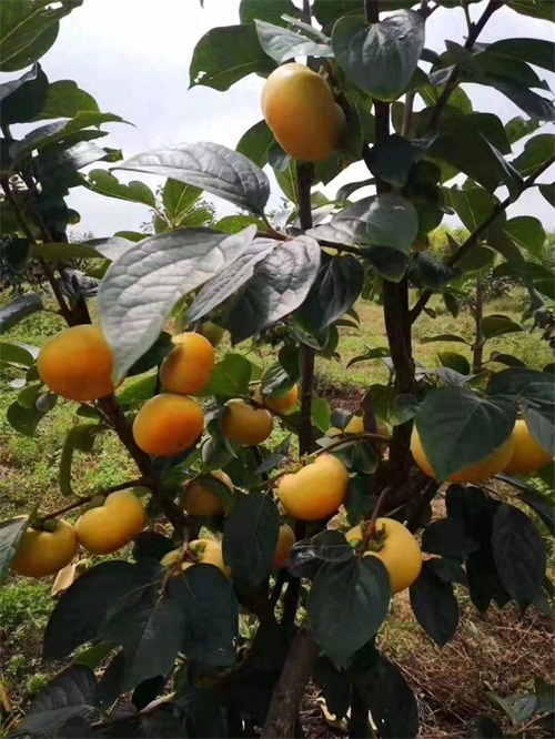 甜柿,晚秋佳果,即摘即吃,甜脆爽口,清香宜人