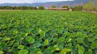 ​麒麟水乡：稻花香里荷花香