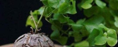 ​龟甲龙怎么养