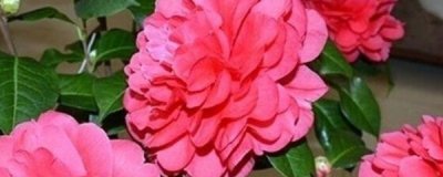 ​茶花叶子掉光了能活吗