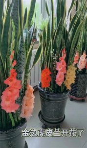 ​山东大姐家的金边虎皮兰开花了，网友：没想到虎皮兰开花这么漂亮