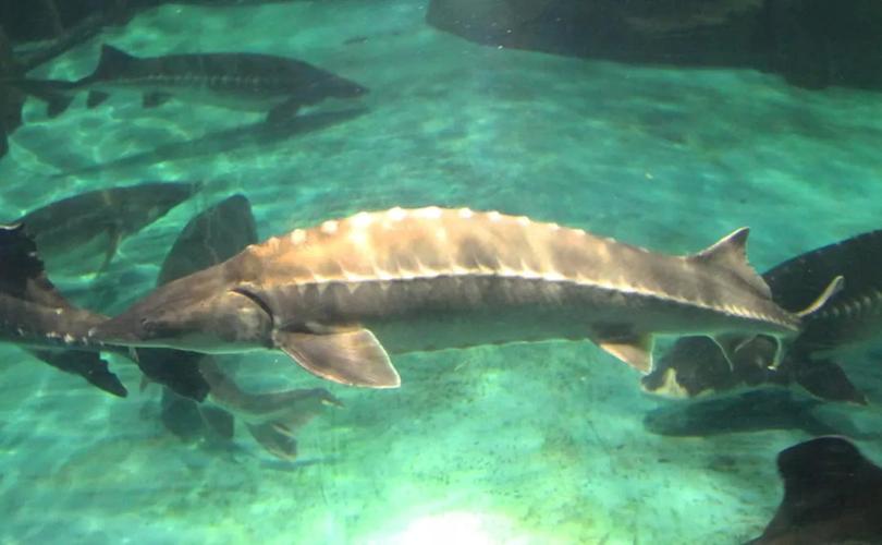 1、鲟鱼乐园主要包括六大功能区：