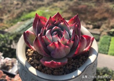 ​惊鸿一瞥自难忘——惊鸿仙子，只听名字就很美的多肉，你养过吗？