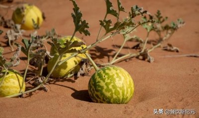 ​无水的沙漠里，却长出了西瓜，为何无人敢吃？本地导游：你试试？