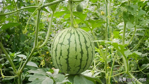 七月份适合种什么庄稼(7月种什么粮食农作物好)