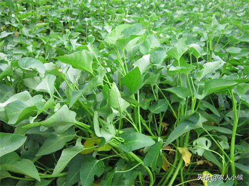 七月份适合种什么庄稼(7月种什么粮食农作物好)