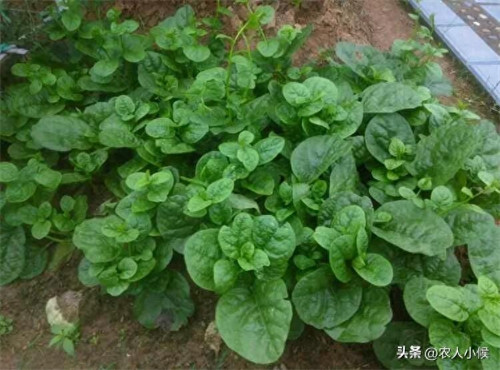 七月份适合种什么庄稼(7月种什么粮食农作物好)