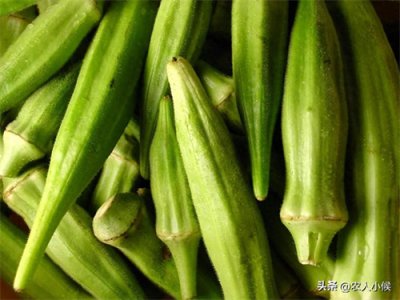 ​七月份适合种什么庄稼(7月种什么粮食农作物好)