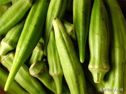 七月份适合种什么庄稼(7月种什么粮食农作物好)