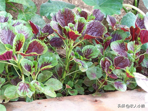 七月份适合种什么庄稼(7月种什么粮食农作物好)