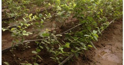 ​蓝莓种植方法