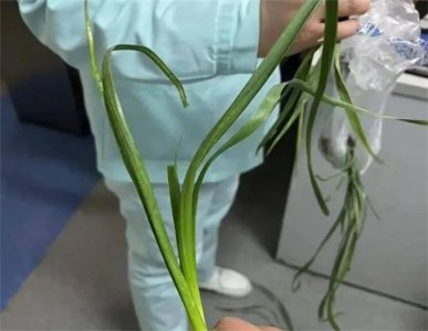 ​男子在花坛摘大蒜叶烧鱼吃中毒 是怎么回事