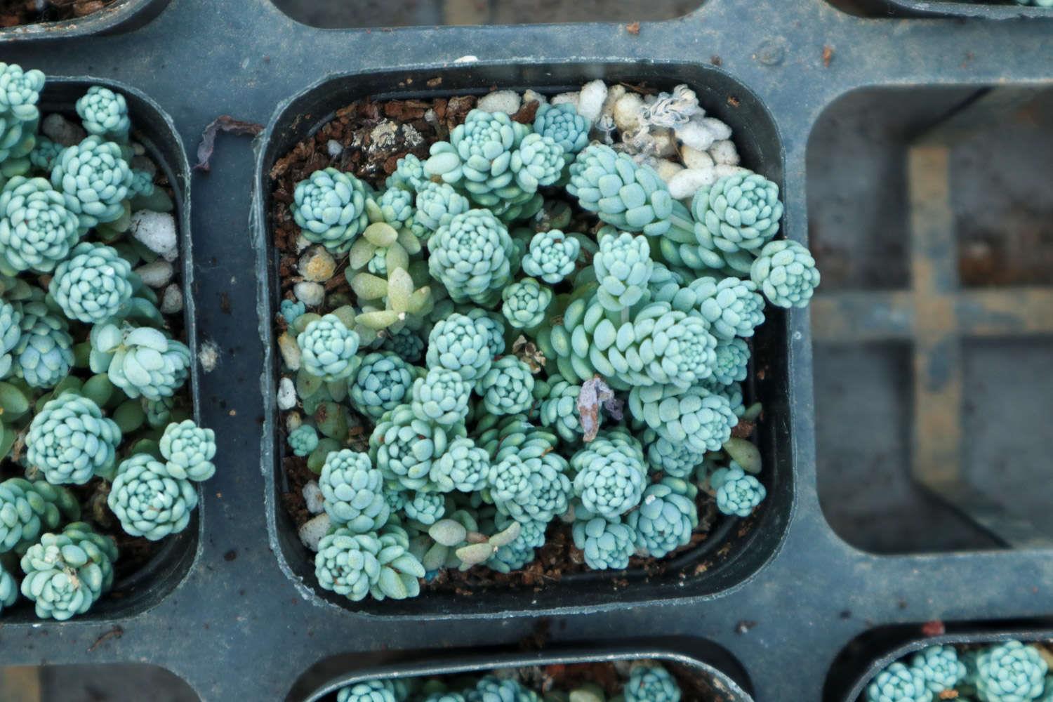 姬星美人 姬星美人