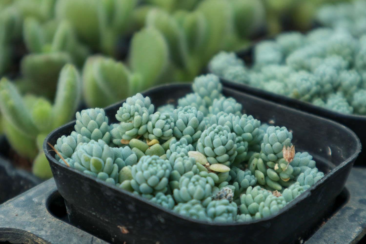 姬星美人 姬星美人