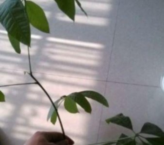 ​发财树快速生根的办法来了，养花新手都能做到！