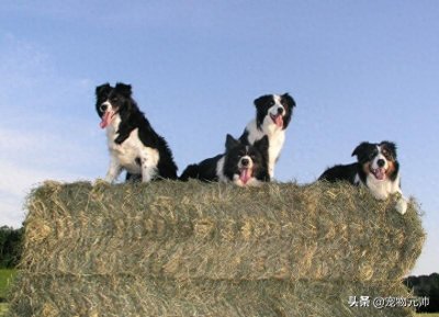 ​世界公认的10种狗狗智商排名，你家宠物上榜了吗？