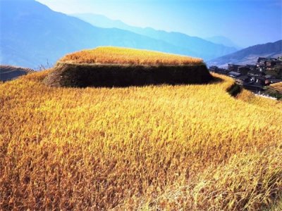 ​桂林：世界梯田原乡的龙脊梯田风光