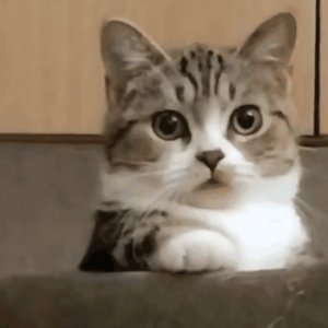 ​猫猫表情包⑹｜可爱动图GIF合集