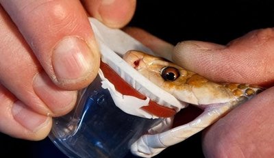 ​锯鳞蝰：世界杀人王，1天咬死36人，17支血清无效