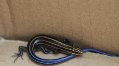 ​市民发现蓝色蜥蜴上交国家 系蓝尾石龙子幼体尾部蓝色