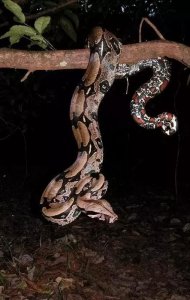 ​动物世界-红尾蚺