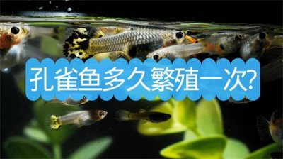 ​孔雀鱼多久繁殖一次？孔雀鱼一次生多少小鱼？如何保护小鱼苗？