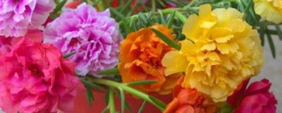 ​重瓣太阳花种植方法