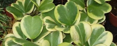 ​心叶球兰的养殖方法和注意事项