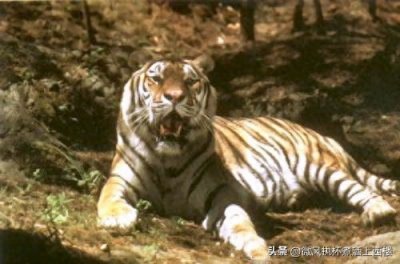 ​仅50年，部分动物总数下降超成！这19种已灭绝动物具有典型代表性