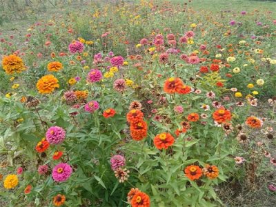 ​自然不一样（四）百日菊