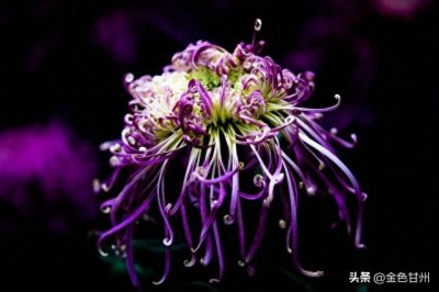 ​王学琦｜历代诗人咏秋菊