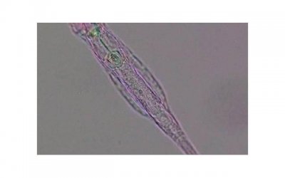 ​关于不穿内裤咖啡厅的争议