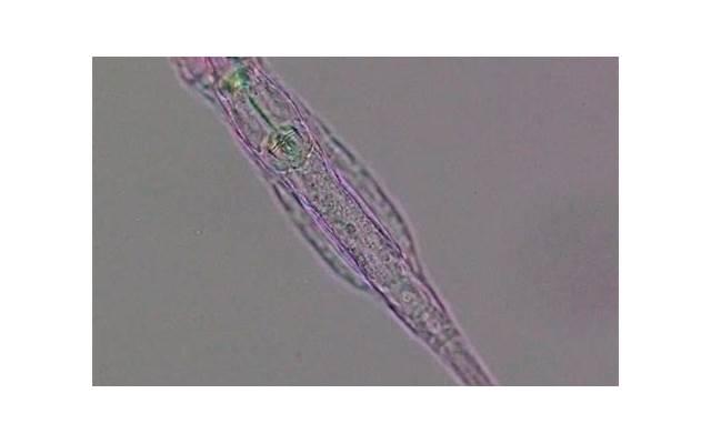 关于不穿内裤咖啡厅的争议