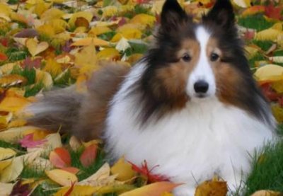 ​亚马逊鹦鹉多长时间断奶？亚马逊鹦鹉喂养