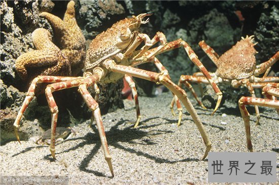 世界上最大的螃蟹日本蜘蛛蟹 被称杀人蟹却没发生吃人事件