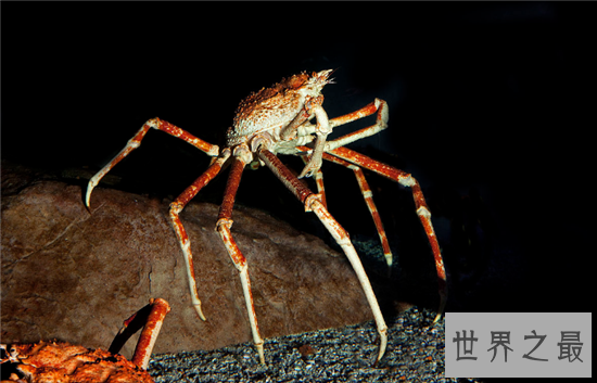 世界上最大的螃蟹日本蜘蛛蟹 被称杀人蟹却没发生吃人事件