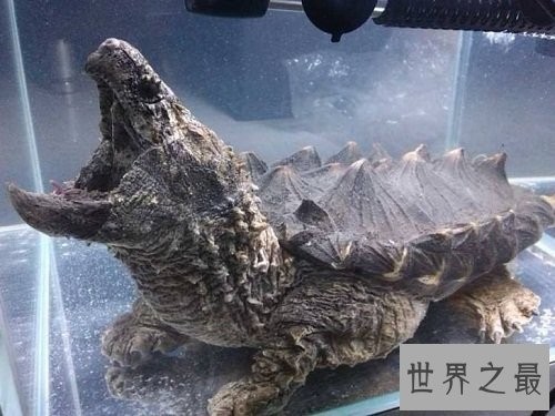 大鳄龟的可爱你懂吗？养宠圈新贵驾到！