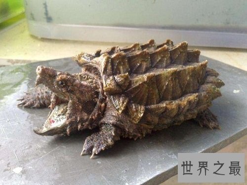 大鳄龟的可爱你懂吗？养宠圈新贵驾到！