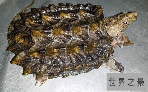 大鳄龟的可爱你懂吗？养宠圈新贵驾到！