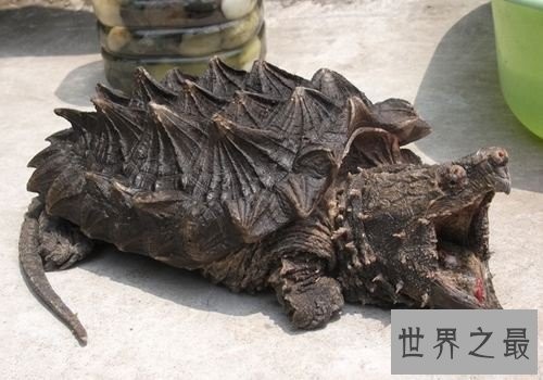 大鳄龟的可爱你懂吗？养宠圈新贵驾到！