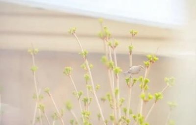 ​动物世界十大感人动画十大动物感人瞬间